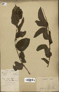 spécimen de Actinidia polygama