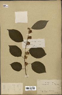 spécimen de Actinidia polygama