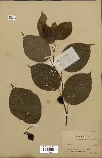 spécimen de Actinidia polygama