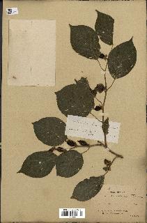 spécimen de Actinidia polygama