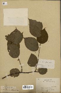 spécimen de Actinidia polygama