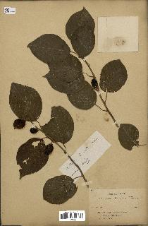 spécimen de Actinidia polygama
