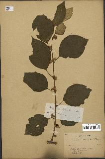 spécimen de Actinidia polygama
