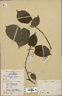 spécimen de Actinidia polygama