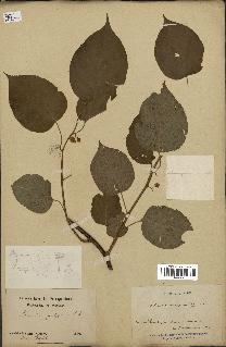 spécimen de Actinidia polygama