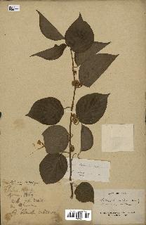 spécimen de Actinidia polygama