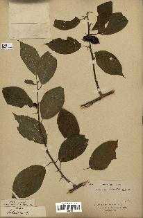 spécimen de Actinidia polygama