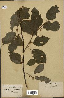 spécimen de Actinidia polygama