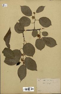 spécimen de Actinidia polygama