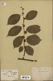 spécimen de Actinidia polygama