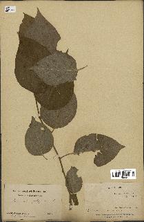 spécimen de Actinidia polygama