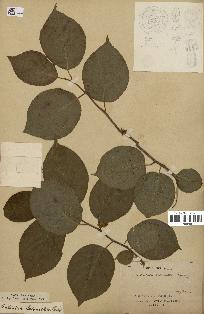 spécimen de Actinidia polygama