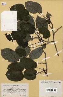 spécimen de Actinidia polygama
