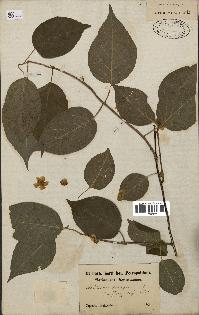 spécimen de Actinidia polygama