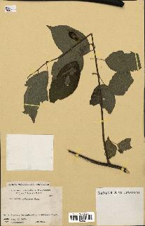 spécimen de Actinidia polygama