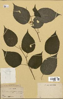 spécimen de Actinidia polygama