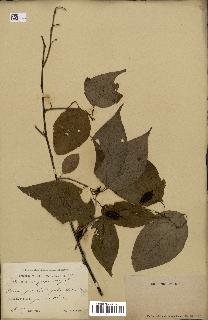 spécimen de Actinidia polygama