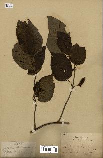spécimen de Actinidia polygama