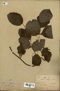 spécimen de Actinidia polygama
