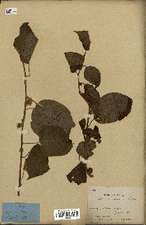 spécimen de Actinidia polygama