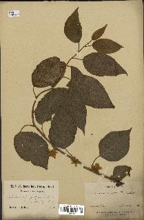 spécimen de Actinidia polygama