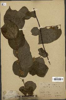 spécimen de Actinidia polygama