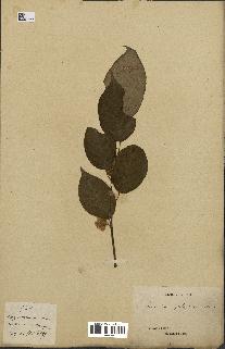 spécimen de Actinidia polygama