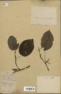 spécimen de Actinidia polygama