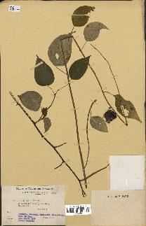 spécimen de Actinidia polygama