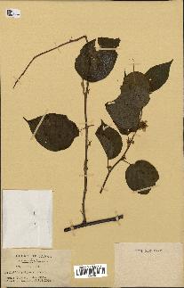 spécimen de Actinidia polygama