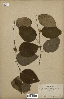 spécimen de Actinidia polygama
