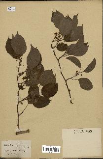 spécimen de Actinidia polygama