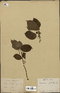 spécimen de Actinidia polygama
