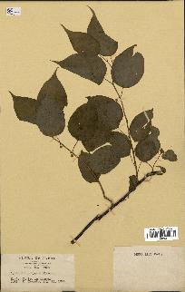 spécimen de Actinidia polygama