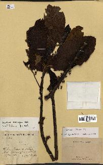spécimen de Saurauia tristyla