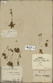 spécimen de Androsace obtusifolia