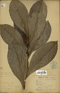 spécimen de Coffea macrocarpa