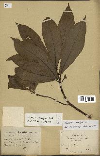spécimen de Saurauia tristyla