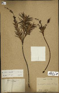 spécimen de Dracophyllum ramosum