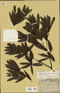 spécimen de Styphelia pancheri