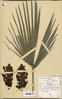 spécimen de Chamaerops humilis