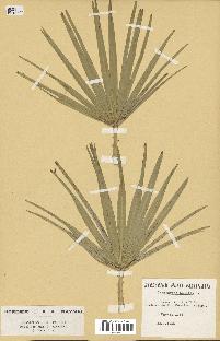 spécimen de Chamaerops humilis