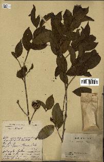 spécimen de Camellia sasanqua