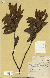 spécimen de Styphelia pancheri