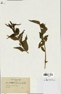 spécimen de Gentiana asclepiadea