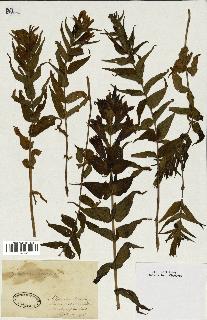 spécimen de Gentiana asclepiadea