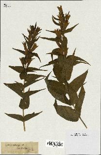 spécimen de Gentiana asclepiadea
