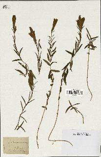 spécimen de Gentiana pneumonanthe