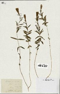 spécimen de Gentiana pneumonanthe