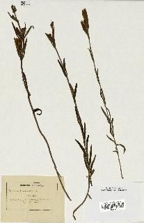 spécimen de Gentiana pneumonanthe